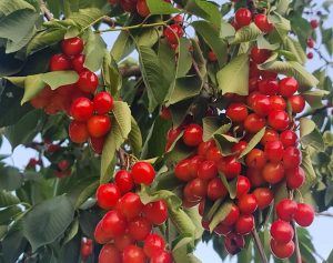 Viterbo - Coldiretti e Cri con la raccolta delle ciliegie