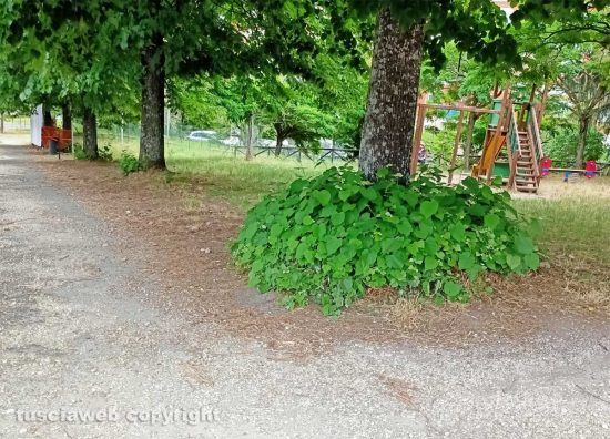 Viterbo - Lo sfacelo del giardino dell'aeronautica