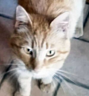 Gatto trovato alla Palanzana