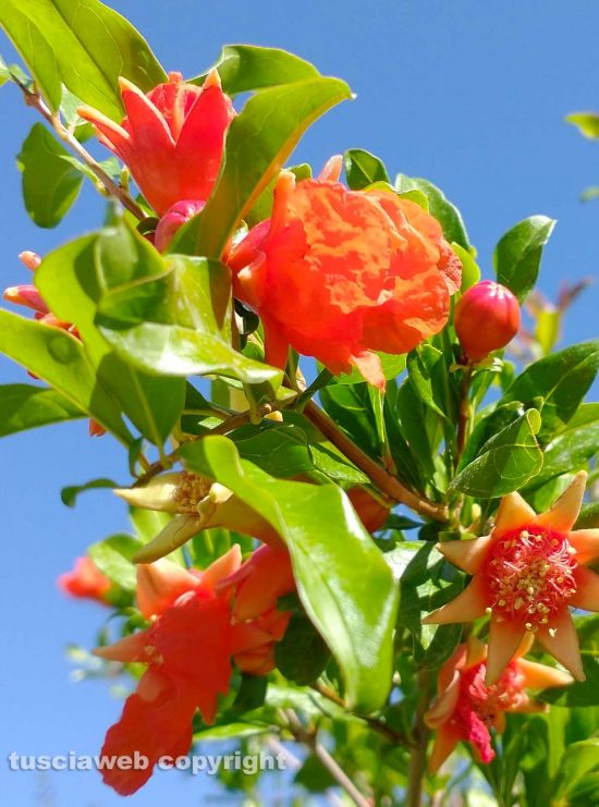 Melograno in fiore