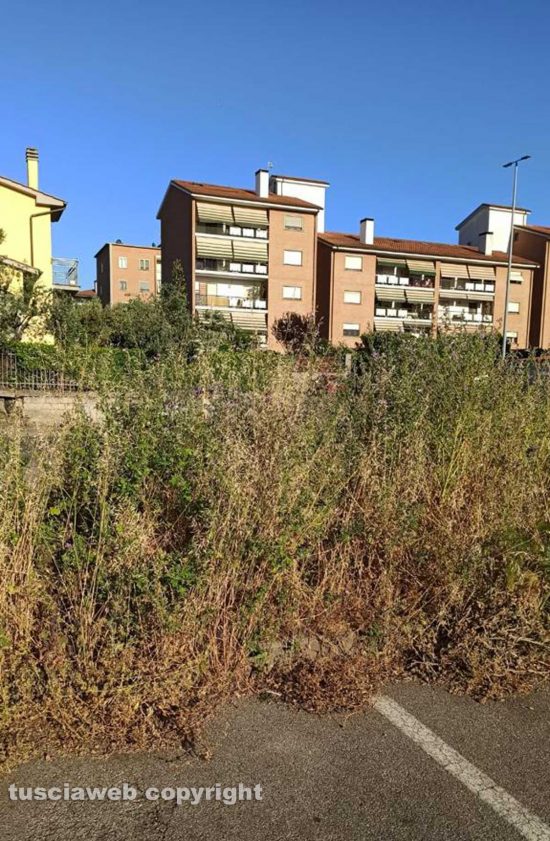 Viterbo - Erbacce