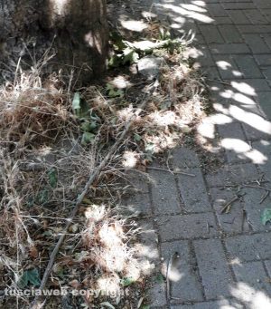Viterbo - Erbacce e rami sacchi in viale Baracca