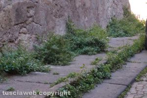Viterbo - Erbacce in centro storico