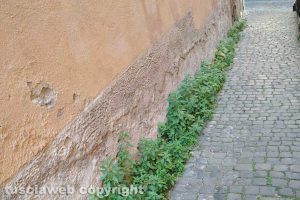 Viterbo - Erbacce in centro storico