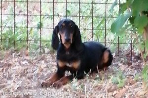 Viterbo - Il cane trovato a Sant'Angelo di Roccalvecce