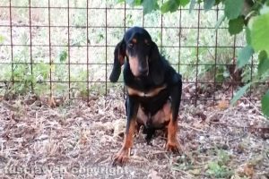 Viterbo - Il cane trovato a Sant'Angelo di Roccalvecce