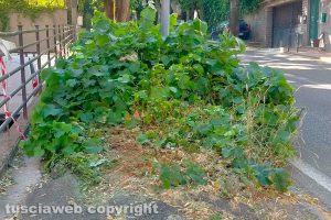 Viterbo - Incuria lungo il marciapiede di Santa Maria in Gradi