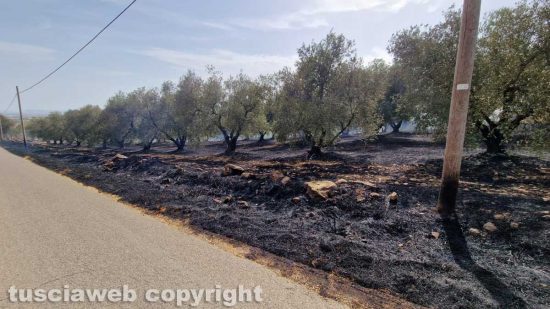 Viterbo - Vasto incendio a Monterazzano