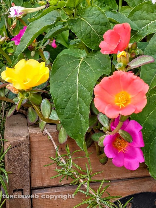 Fiori di portulaca