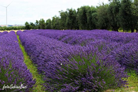 Festa della Lavanda a Tuscania
