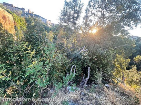 Civita Castellana - Incuria e rovi minacciano la Porta Urbica