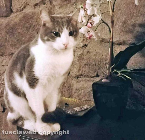 Il gatto Gregorio