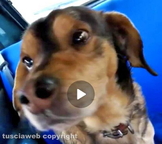 Il cane Sbiri