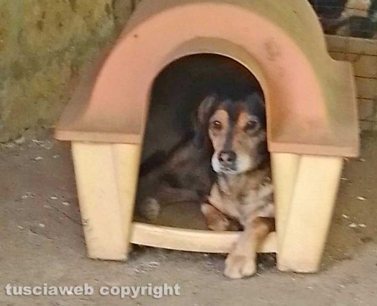 Il cane Sbiri