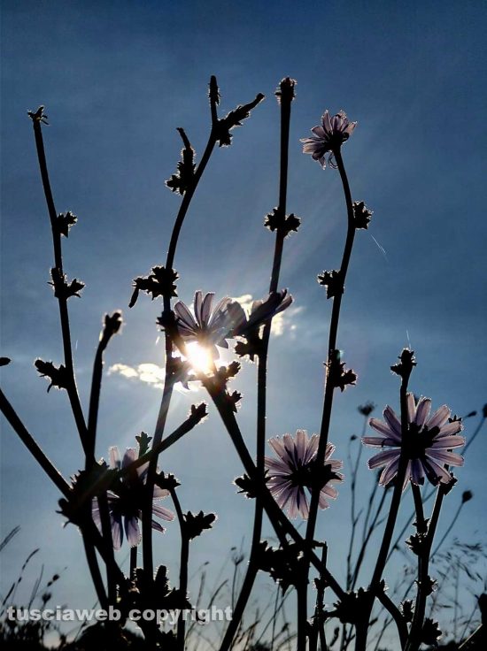 Fiori di cicoria di campo