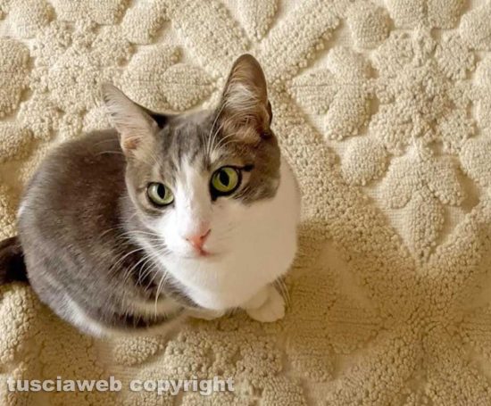 Il gatto Gregorio