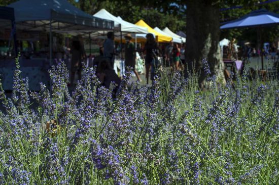 La festa della Lavanda a Tuscania