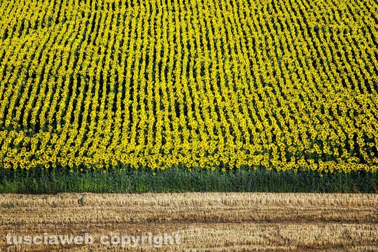 Campi di girasole