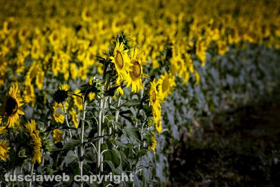 Campi di girasole