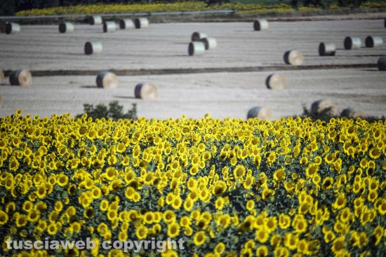 Campi di girasole
