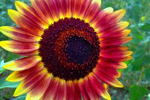 Tuscia flower