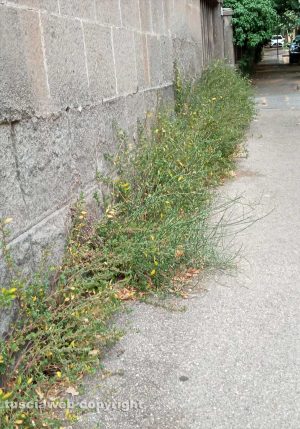 Viterbo - Viale Trieste