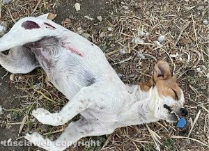 Monterazzano - La cagnolina avvelenata da un criminale