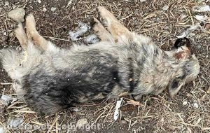 Monterazzano - La cagnolina avvelenata da un criminale