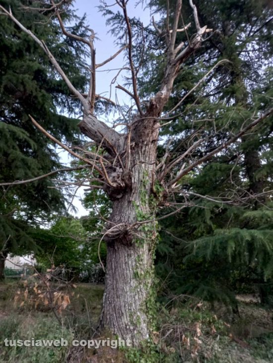 San Martino al Cimino - Un castagneto in degrado