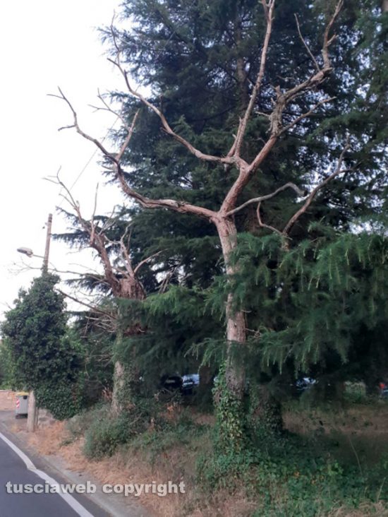 San Martino al Cimino - Un castagneto in degrado