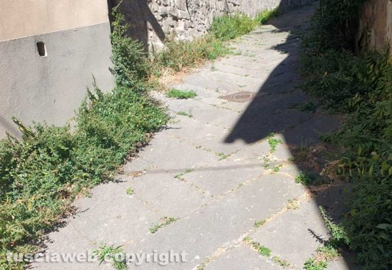 Viterbo - Erbacce in via San Rocco
