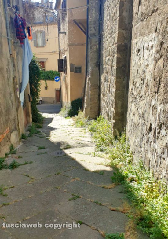 Viterbo - Erbacce in via San Rocco
