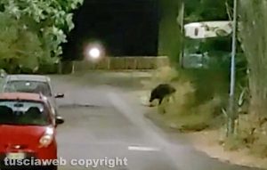 Viterbo - Cinghiale in via Giuseppe Bonucci
