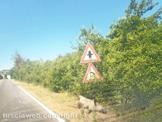 Viterbo - Cinghiale in stato di decomposizione all'Acquarossa