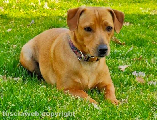 La cagnolina Ambra