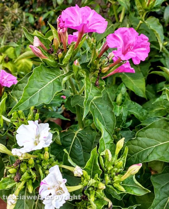 I fiori belli di notte
