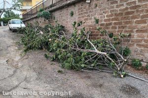 Viterbo - Il fico caduto
