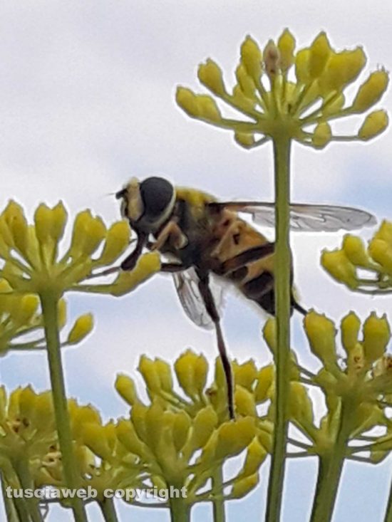 Viterbo - Un’ape su un fiore di finocchio