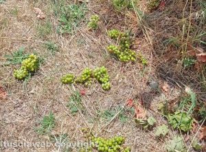 Gradoli - Grappoli d’uva a terra