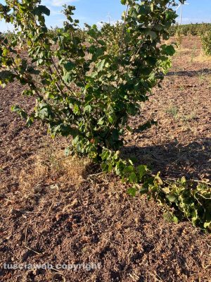 Cellere - Ettari di nocchieti rovinati dai cinghiali