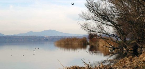 Montefiascone - Uccelli nel lago di Bolsena