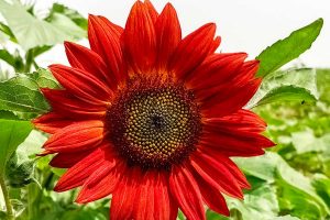 Tuscia flower