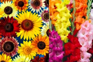 Tuscia flower