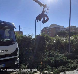 Viterbo - L'albero in viale Capocci