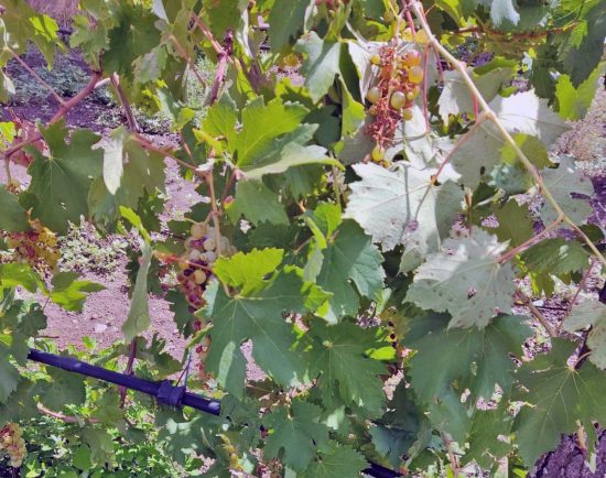Montefiascone - I danni all'agricoltura dei daini selvatici in località "Belvedere"