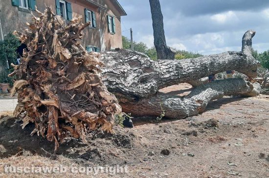 Maltempo - Ronciglione - Il grande pino crollato