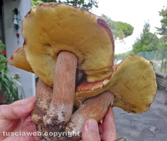 Funghi porcini
