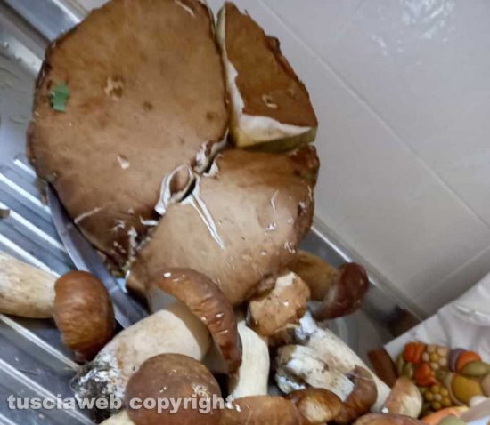 Funghi porcini