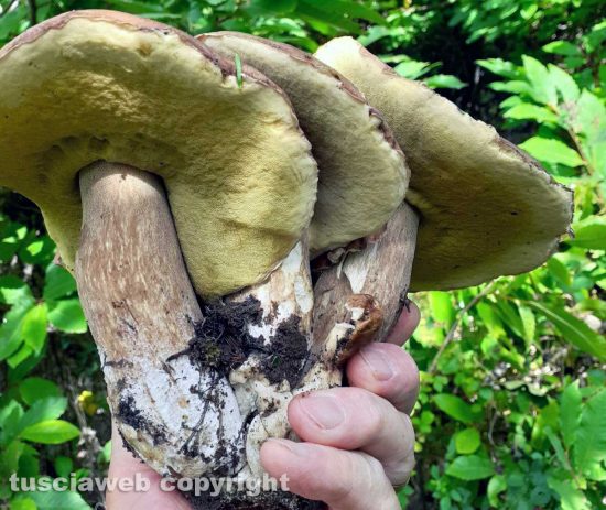 Funghi porcini