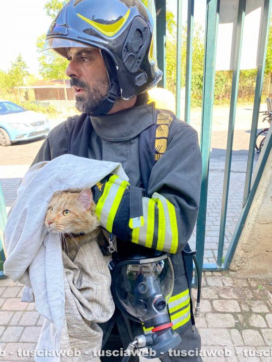 Villanova - Il gatto salvato